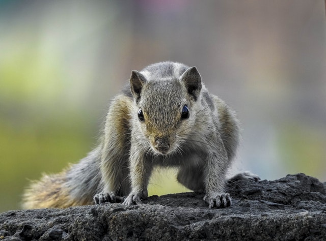 Can I Trap Grey Squirrels in North Carolina?